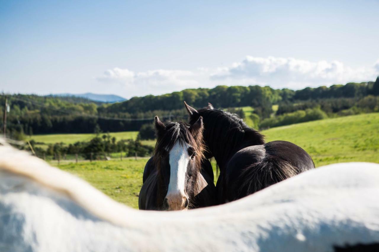 Clissmann Horse Caravans Glamping Rathdrum Dış mekan fotoğraf